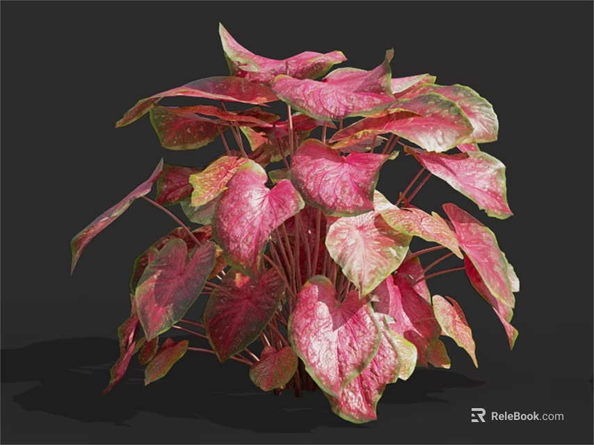 Vibrant Foliage Plant with Pink and Green Gradient Broad Leaves in Lush Healthy Growth 3d model 