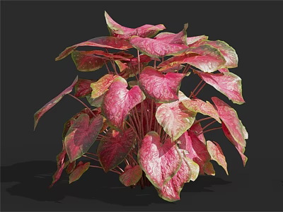 Vibrant Foliage Plant with Pink and Green Gradient Broad Leaves in Lush Healthy Growth 3d model