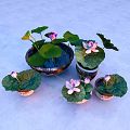 Beautiful Courtyard Garden With Multiple Potted Pink Lotus Flowers And Green Leaves