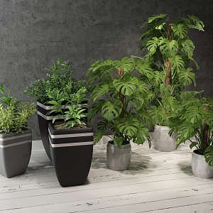 Modern Potted Plant 3d model