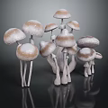 Fresh White And Brown Spotted Mushrooms In Cluster On Black Reflective Surface
