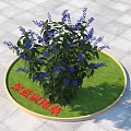 Deep Blue Sage Shrub With Purple Flowers On Circular Green Lawn And Gray Paved Ground