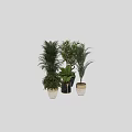 Stylish Indoor Garden Accents with Various Green Plants and Black Gold Planters