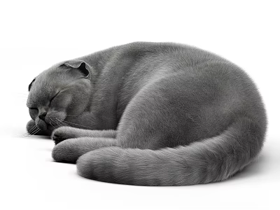 Small Gray Reptile Curled Up Tightly Sleeping Peacefully On White Surface 3d model