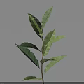 Green Plant With Slender Stem And Multiple Leaves On Light Blue Background 3d model