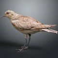 Light Brown Bird Taxidermy Specimen with Feather Details in Standing Pose Against Dark Background