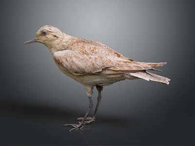 Light Brown Bird Taxidermy Specimen with Feather Details in Standing Pose Against Dark Background 3d model