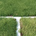 Fresh Green Grass Turf Design With Different Patches And White Borders