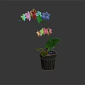 Orchid Plant with Purple Flowers and Green Leaves in Gray Pot on Dark Background