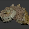 Detailed Animal Organ With Fine Hair And Natural Textured Surface