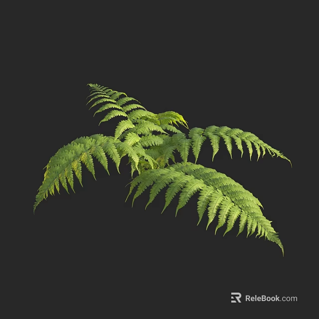 Lush Green Fern Foliage With Vibrant Fresh Leaves On Black Background 3d model 