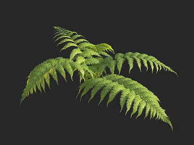 Lush Green Fern Foliage With Vibrant Fresh Leaves On Black Background 3d model