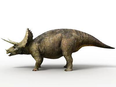 Triceratops Dinosaur With Three Horns And Frill Standing On White Background 3d model