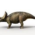 Triceratops Dinosaur With Three Horns And Frill Standing On White Background