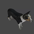 Realistic Game Movie Character Dog With Black White Coat Standing Pose