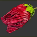 Vibrant Red Flower With Wrinkled Petals Green Calyx And Yellow Parts On Dark Background