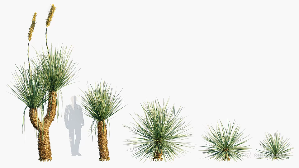 Spiky Leaf Shrubs In Various Sizes With Green Foliage And Person Silhouette 3d model 