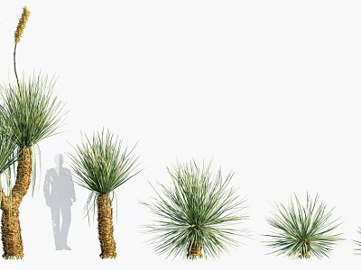 Spiky Leaf Shrubs In Various Sizes With Green Foliage And Person Silhouette 3d model