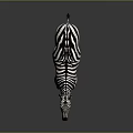 3D Rendered Zebra With Black And White Stripes Standing On Gray Background
