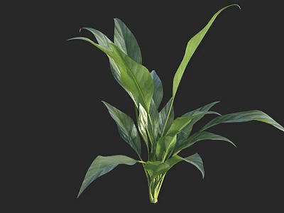 Lush Green Tropical Plant With Large Vibrant Leaves For Indoor Decoration 3d model