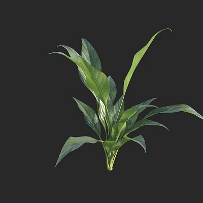 Lush Green Tropical Plant With Large Vibrant Leaves For Indoor Decoration 3d model