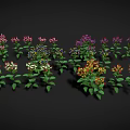 Vibrant Flowering Garden Plants with Green Leaves and White Red Clustered Flowers Against Dark Background