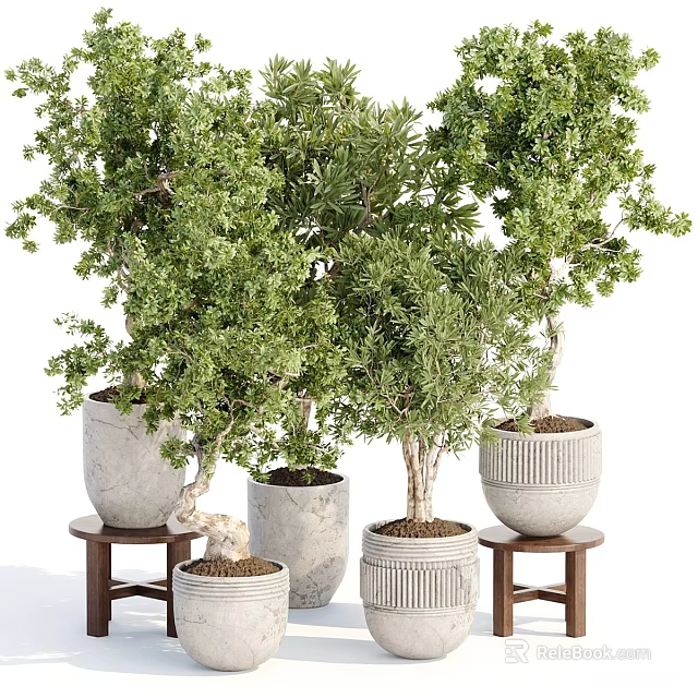 Potted Bonsai Trees with Green Foliage in Textured Gray Planters on Wooden Stools 3d model 