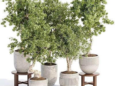 Potted Bonsai Trees with Green Foliage in Textured Gray Planters on Wooden Stools 3d model
