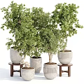 Potted Bonsai Trees with Green Foliage in Textured Gray Planters on Wooden Stools