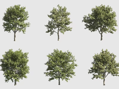 Six Different Arbor Trees Featuring Green Foliage And Unique Crown Structures 3d model