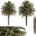 Greenery Landscape Trees Big Trees Pine Trees Red Maple 3d model