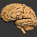 Golden Human Brain With Hair Like Textured Surface And Shiny 3D Rendering