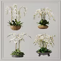 Bonsai Potted Plants With White Orchids And Green Leaves In Decorative Pots
