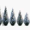 Snow Covered Evergreen Trees of Various Heights in Scenic Winter Landscape