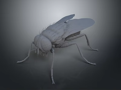 Effective Living Supplies For Fly Control In Home With Practical Features 3d model
