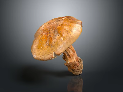 Brown Mushroom With Spotted Cap And Thick Stem On Gray Background 3d model