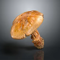 Brown Mushroom With Spotted Cap And Thick Stem On Gray Background