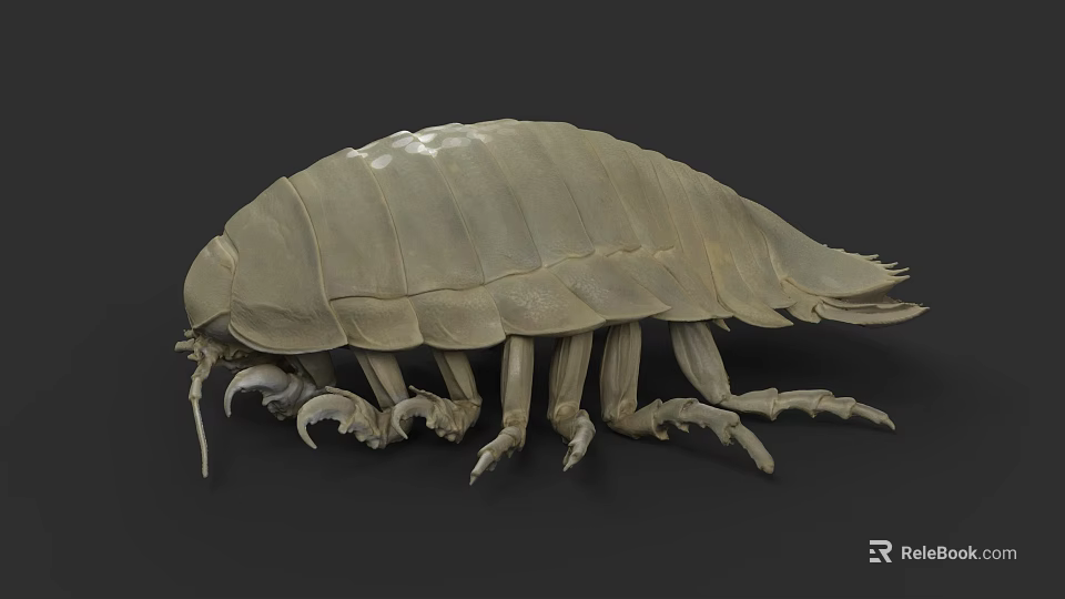 Giant Isopod Marine Creature With Armored Exoskeleton Segmented Body And Multiple Legs 3d model 