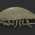 Giant Isopod Marine Creature With Armored Exoskeleton Segmented Body And Multiple Legs