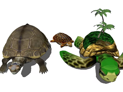 Different Aquatic Turtles With Large Small and Palm Tree Decorated Shells 3d model
