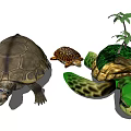 Different Aquatic Turtles With Large Small and Palm Tree Decorated Shells