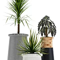 Variety of Bonsai Potted Plants With Different Leaf Shapes And Decorative Wooden Cement Fabric Planters