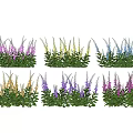 Colorful Flowering Plants in Purple Blue Yellow Pink with Green Leaves