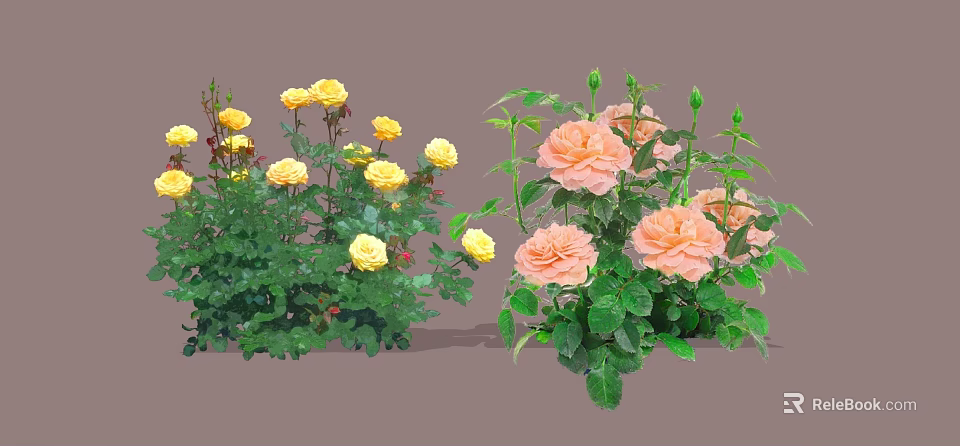 Beautiful Yellow And Pink Roses With Fresh Green Leaves In Garden 3d model 