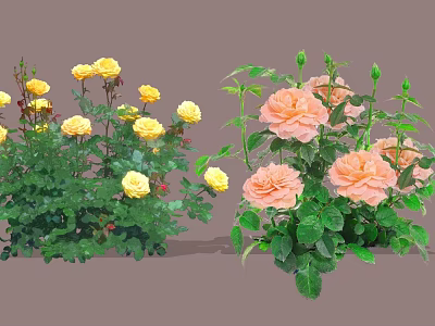 Beautiful Yellow And Pink Roses With Fresh Green Leaves In Garden 3d model