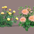 Beautiful Yellow And Pink Roses With Fresh Green Leaves In Garden