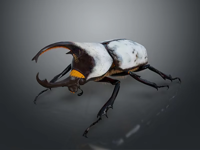 Rhinoceros Beetle Detailed Closeup With Large Curved Horn And White Black Body 3d model