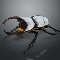 Rhinoceros Beetle Detailed Closeup With Large Curved Horn And White Black Body