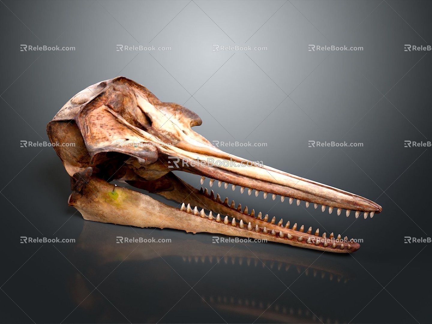 Parrot Skull Hawk Skull Bird Skull Bird Fossil Life Supplies 3d model