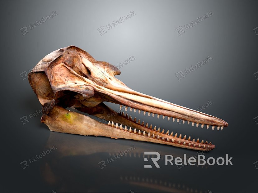 Parrot Skull Hawk Skull Bird Skull Bird Fossil Life Supplies model